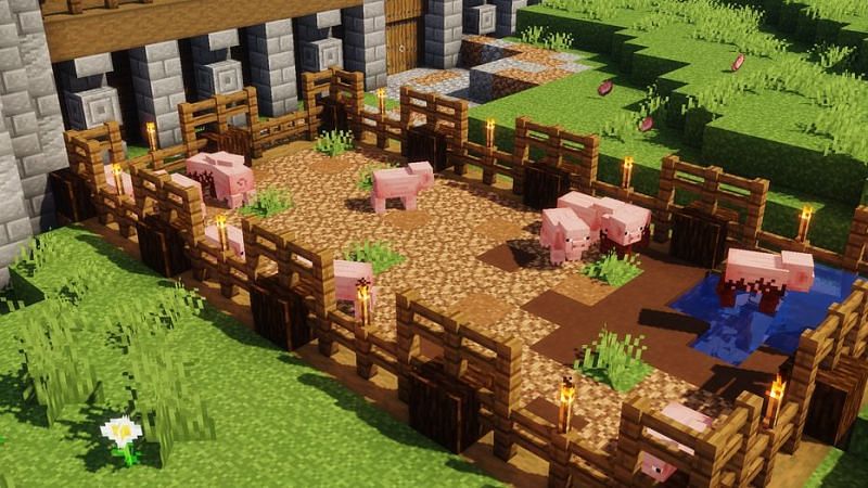 Shown: A beautiful and humane Pig farm (Image via Pinterest)
