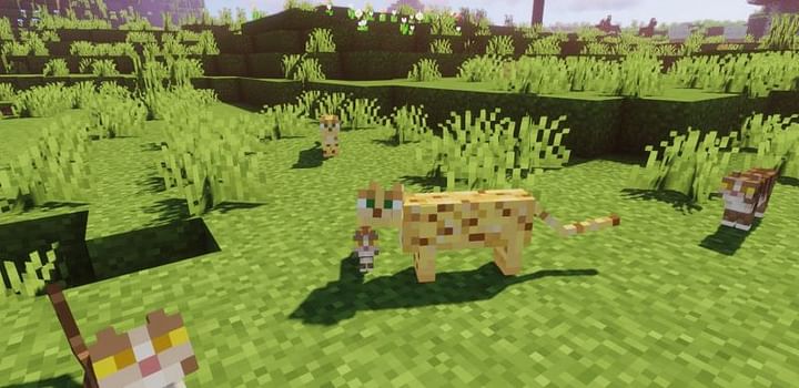 Ocelot vs. Cat in Minecraft: What's the difference?