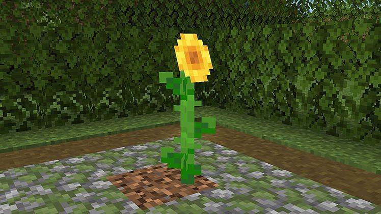 Lonely sunflower in Minecraft (Image via Minecraft.net)