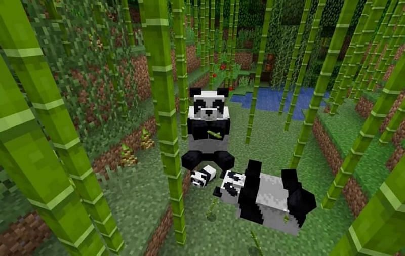 Pandas absolutely love bamboo in Minecraft
