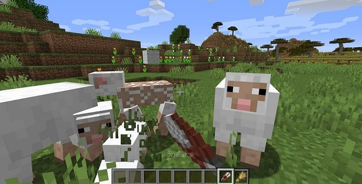 Where to get wool in Minecraft?