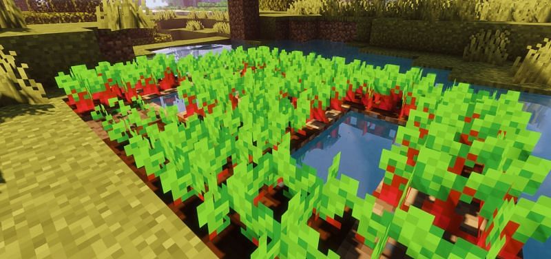 A small Beetroot farm in a pond (Image via Minecraft)