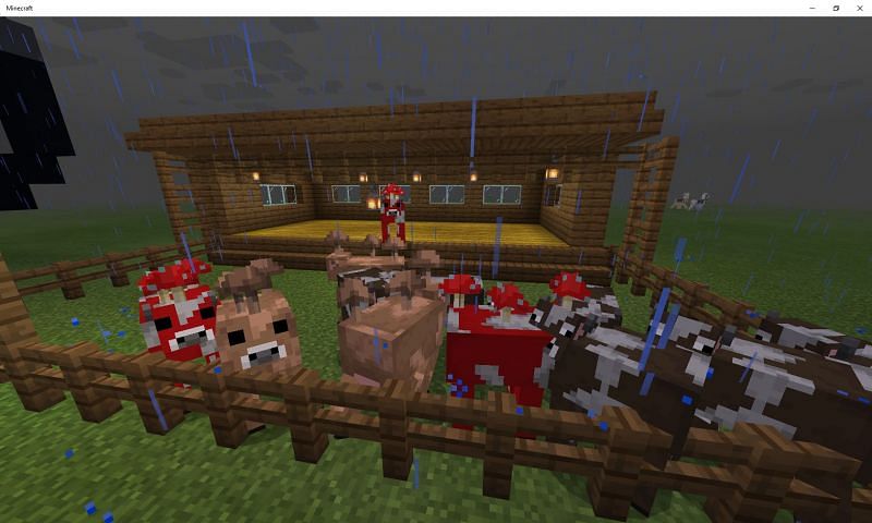 Cow farm with each type. Image via Mojang