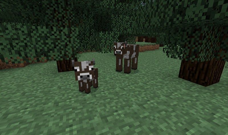 Minecraft cows can give items like leather, mil and beef (Image via Flickr)