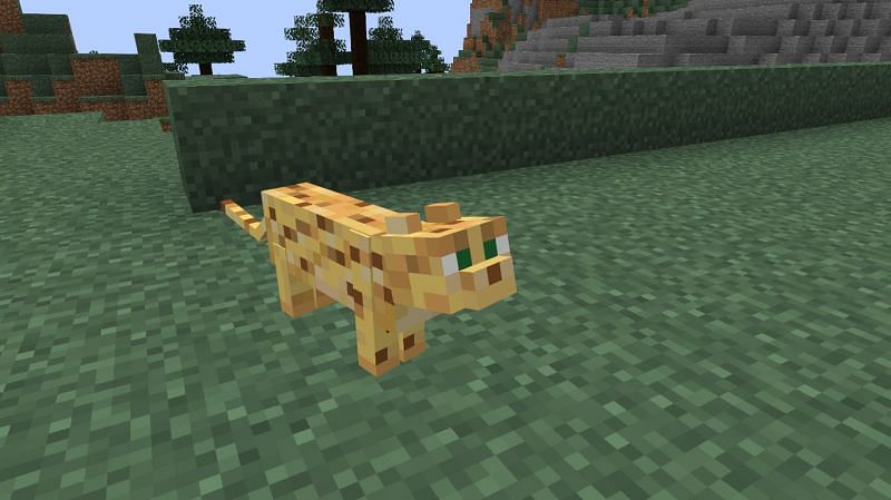 minecraft ocelot poster