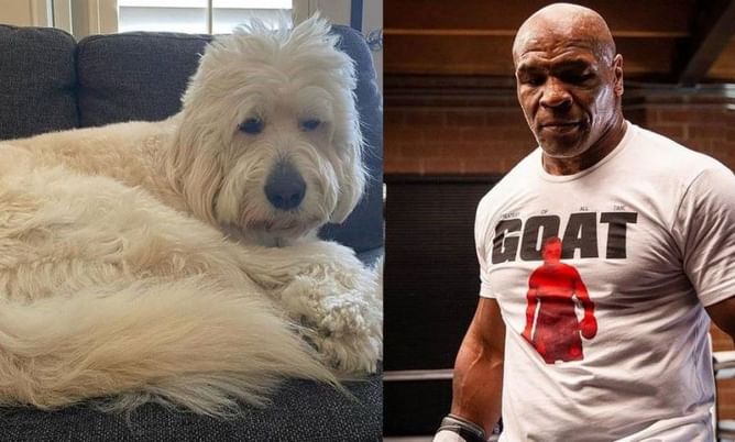 Watch: The adorable moment when Mike Tyson pretended to fight his pet dog