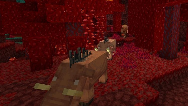 A Crimson Forest biome in which two Hoglins and a Piglin can be seen (Image via Mojang)