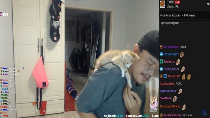 A kitten gets slightly aggressive with the streamer (Image via @Allthefails, YouTube)