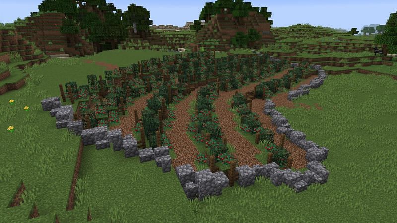 A sweet berry vineyard in Minecraft (Image via u/DarthPeter0 on Reddit)