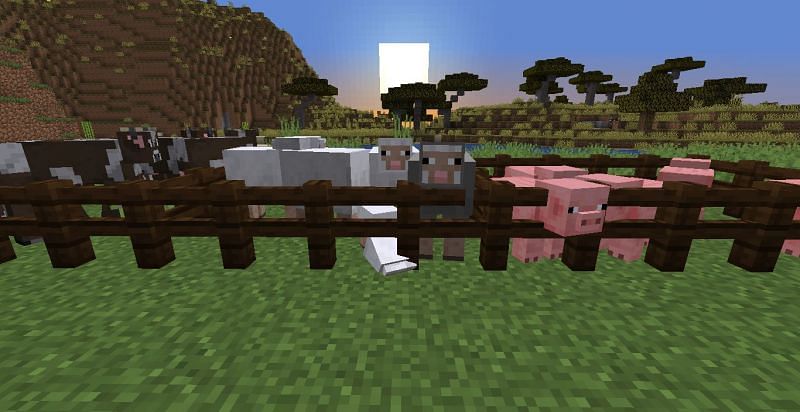 Breeding animals is one of the simplest ways to gain experience points (Image via Minecraft)