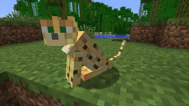 how-to-tame-ocelots-in-minecraft