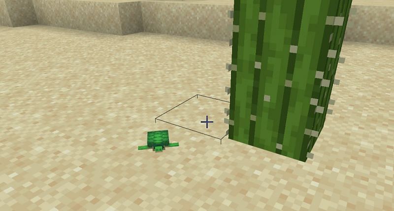 baby turtle is needed to get scute in Minecraft