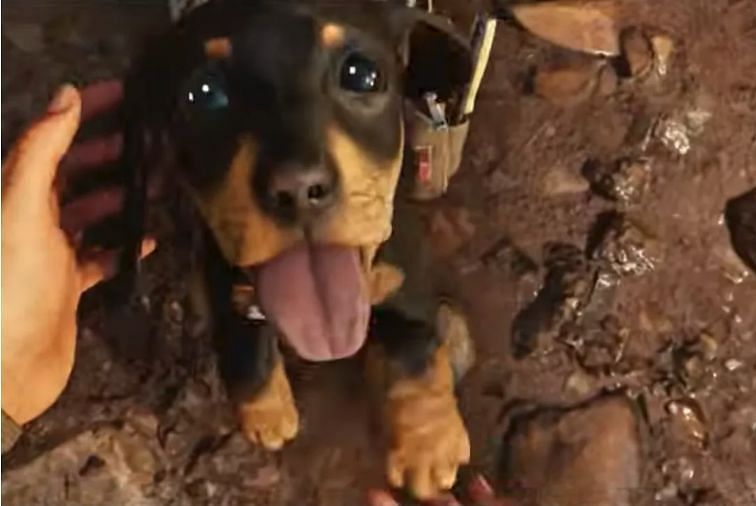 The adorable little puppy companion in Far Cry 6