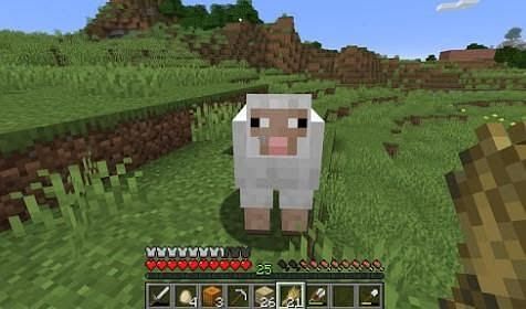 Sheep Minecraft