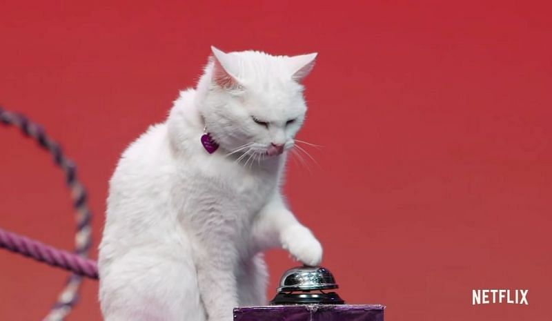 Cat People emphasizes that cats are not just mean (Image via Netflix)