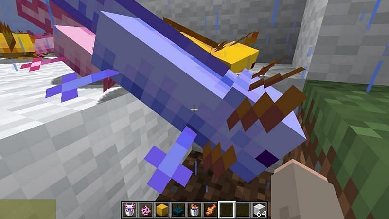 Blue axolotl in Minecraft. Image via Sportskeeda