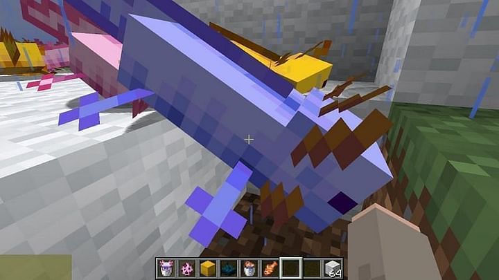 How to get blue axolotls in Minecraft 1.17 version
