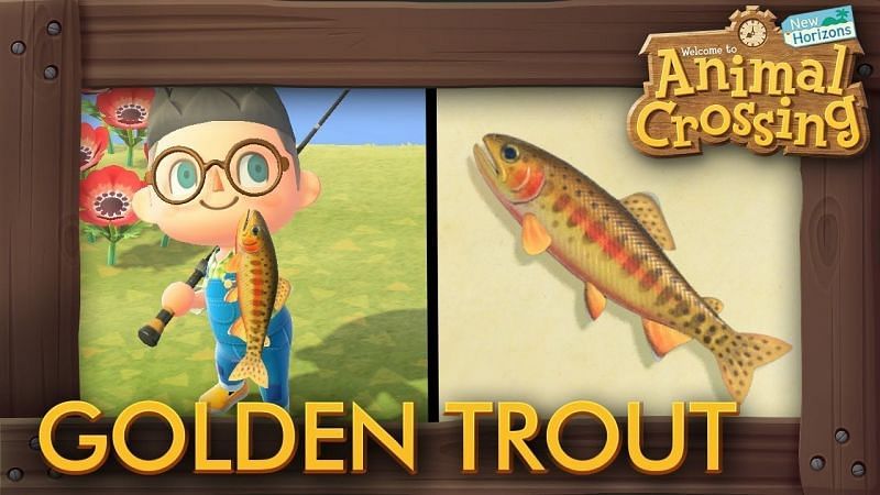 The elusive Golden Trout. Image via YouTube