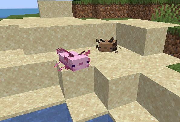 Two axolotl on a beach (Iamge via Minecraft)