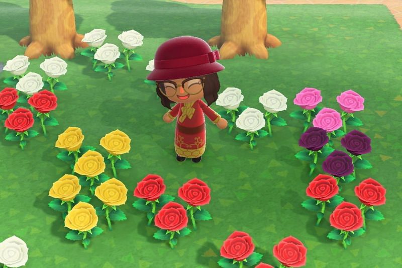 Roses in Animal Crossing. Image via Digital Trends