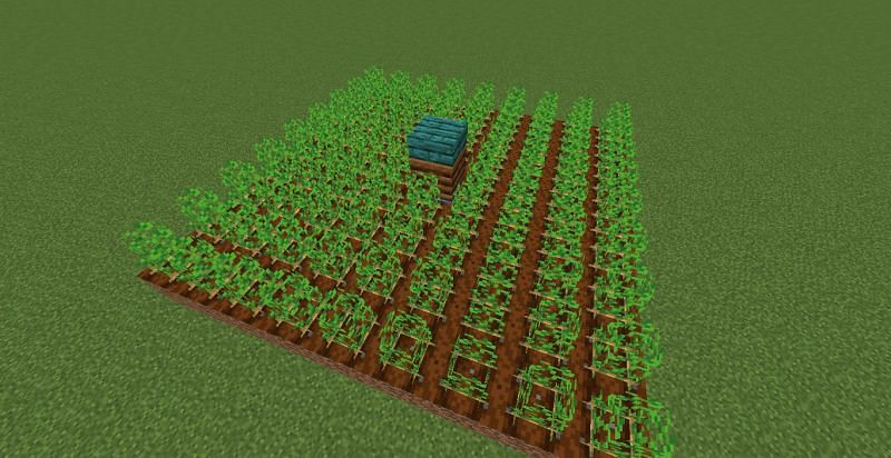 Till the land and plant the crops (Image via Minecraft)
