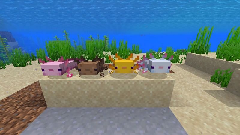 Minecraft axolotls (Image via Sportskeeda)