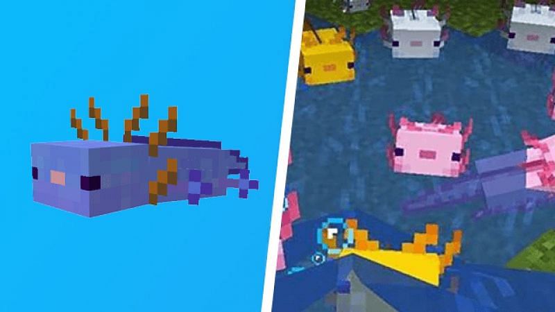 Blue Axolotl Minecraft Mob Skin