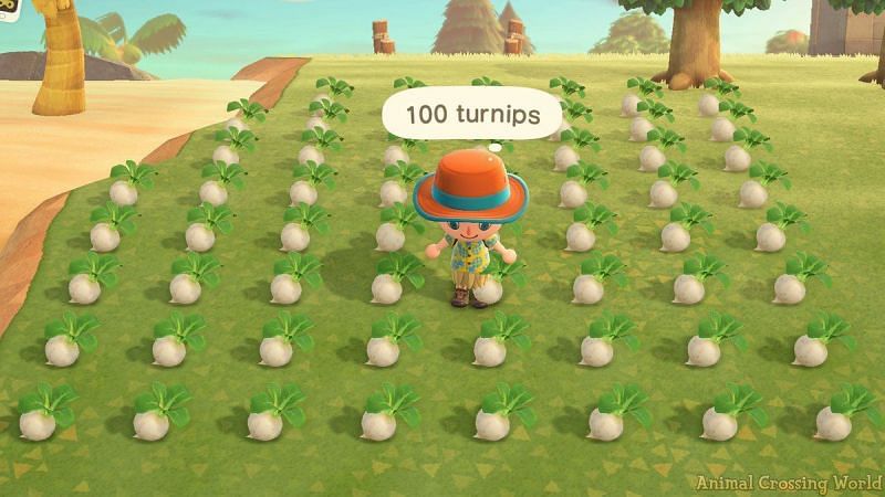 Turnips in Animal Crossing. Image via Twitter