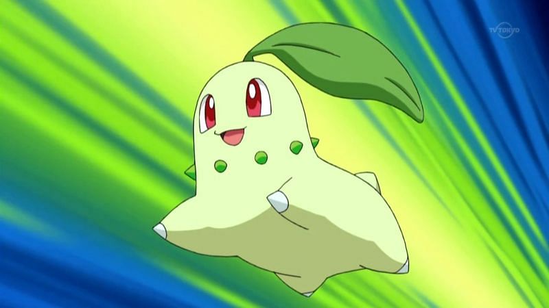 Chikorita, Pokémon Wiki