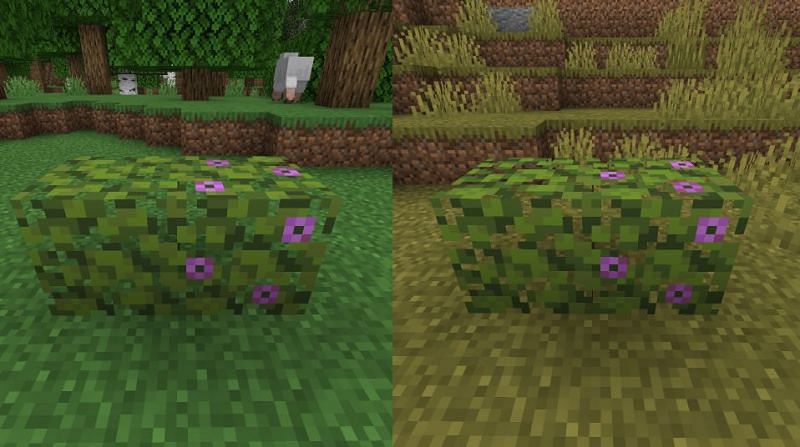 Azalea leaves do not change with the biome in Minecraft (Image via u/Im_GP on Reddit)