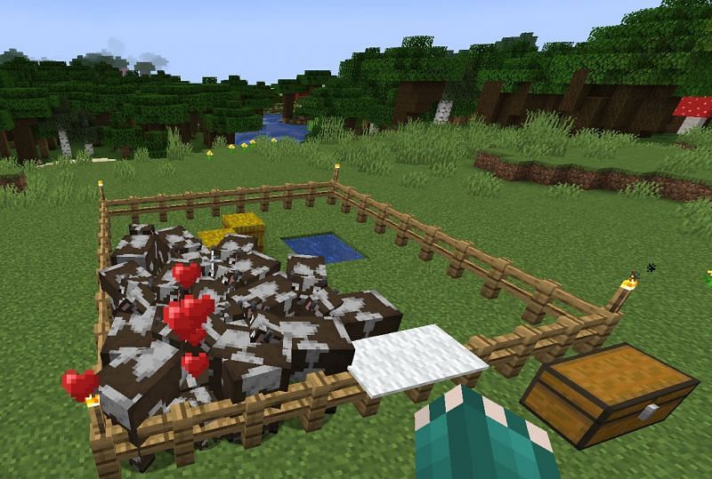 Cows in Minecraft