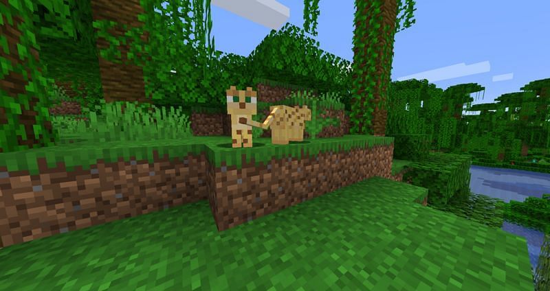 Two ocelots (Image via Minecraft Fandom)