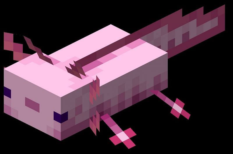 The all new Axolotl. Image via Minecraft Wiki