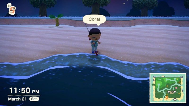 Coral shell found late at night. Image via Attack of the Fanboy