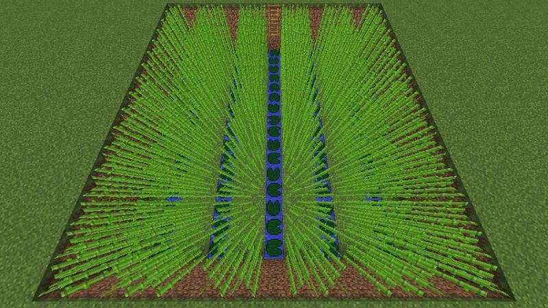 A regular sugarcane farm (Image via Minecraft Fandom)