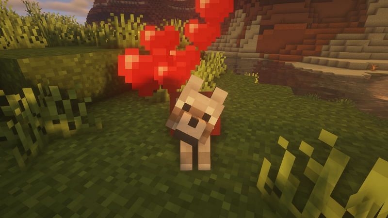 A tamed wolf after being fed (Image via Minecraft)