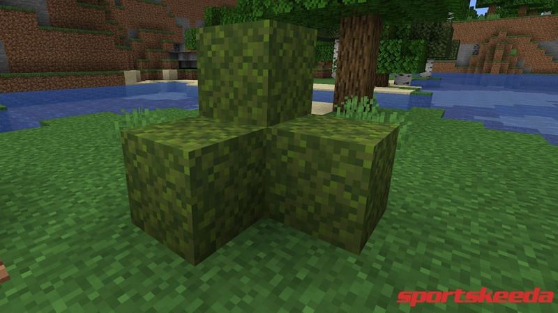 Moss blocks have been implemented as part of the bountiful Minecraft 1.17 Part 1 update