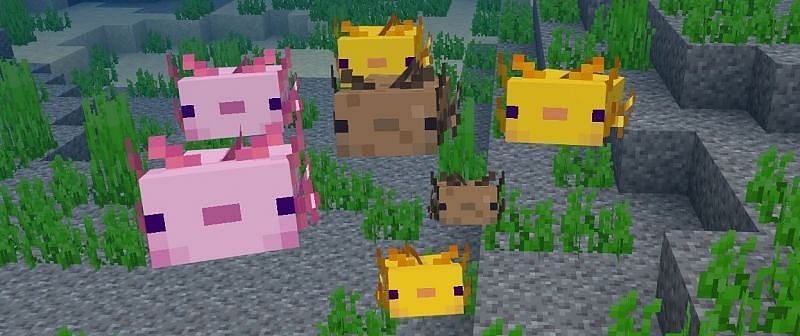 all axolotl colors in minecraft