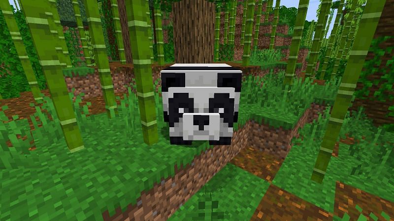 Panda looking at the player (Image via Minecraft)