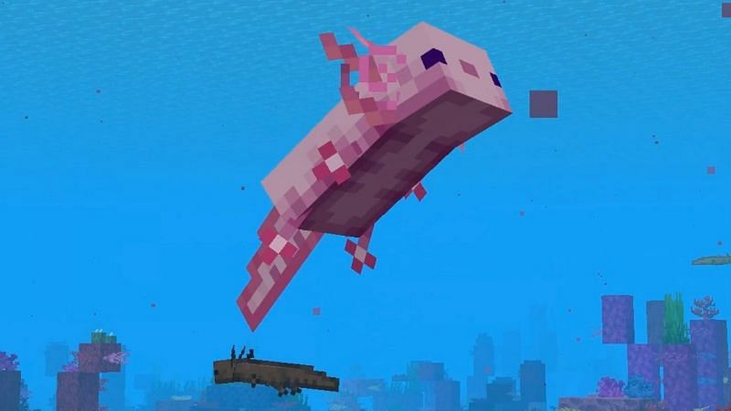 A happy-looking axolotl swimming with his buddies in Minecraft (Image via Mojang)