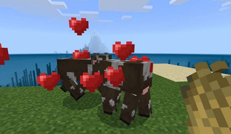 Two cows entering &quot;love mode&quot; (Image via Mojang)