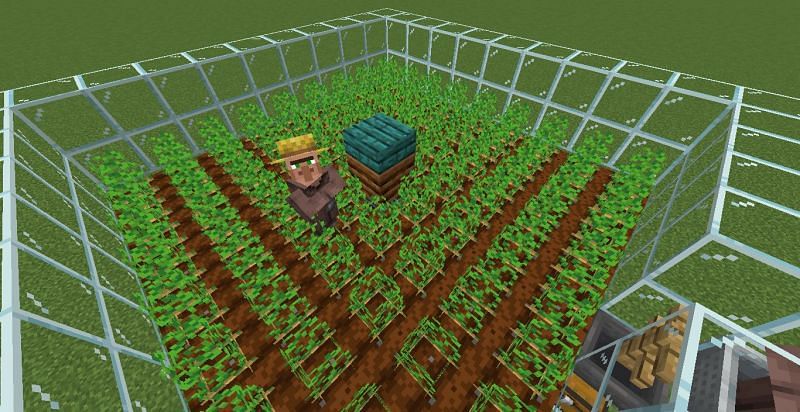 Potato farm (Image via Minecraft)