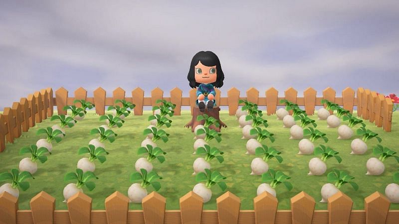 Turnips in Animal Crossing (Image via GameLuster)