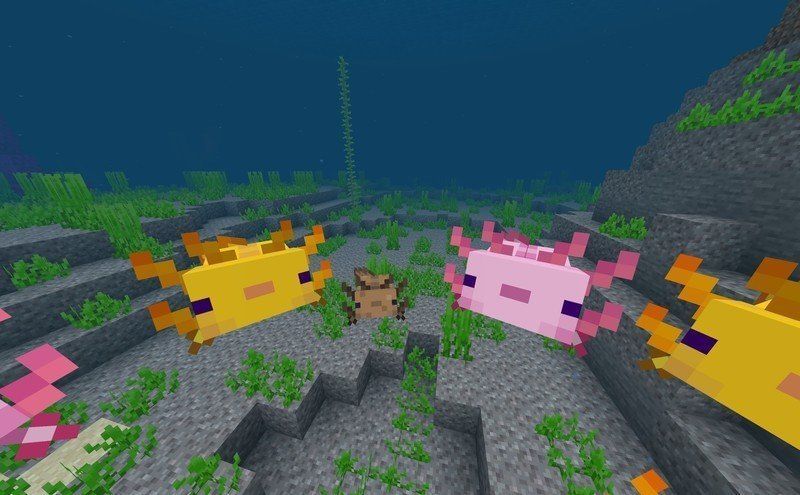 Axolotls! (Image via Minecraft)