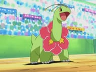 Meganium Appearance