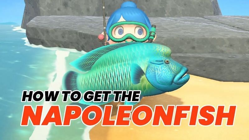 How to catch Napoleonfish in Animal Crossing: New Horizons (Image via Spooky Fairy)