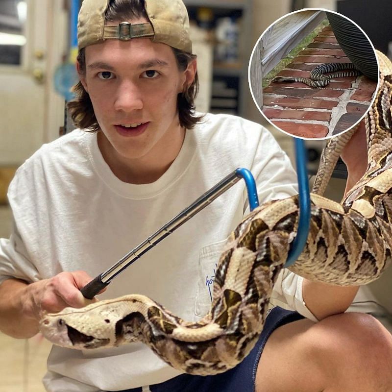 North Carolina is one of six states in the US that permit keeping venomous snakes as pets (Image via Twitter)
