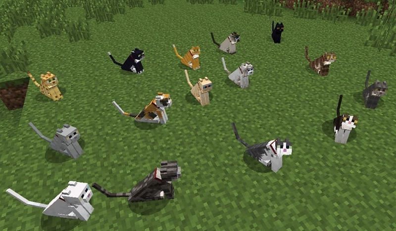How to breed cats in Minecraft easily