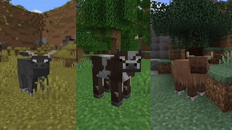 Cow variants based on biome (Image via u / maelpng)