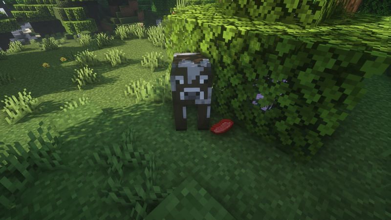 Cows drop raw beef after dying (Image via Minecraft)